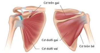 3D-Cơ dưới gai (Musculus Infraspinatus) và Cơ tròn bé (Musculus Teres Minor)