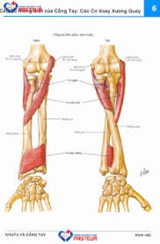 3D-Cơ sấp vuông (Musculus Pronator Quadratus)