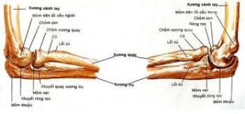3D-Giải phẫu khớp khuỷu (Articulatio cubiti – Elbow Joint)