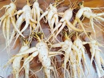 Công ty TNHH Dược phẩm Ngọc Huy – đồng hành cùng Hợp tác xã Sâm Cúc Phương BOCHI trong phát triển nông dược Việt Nam